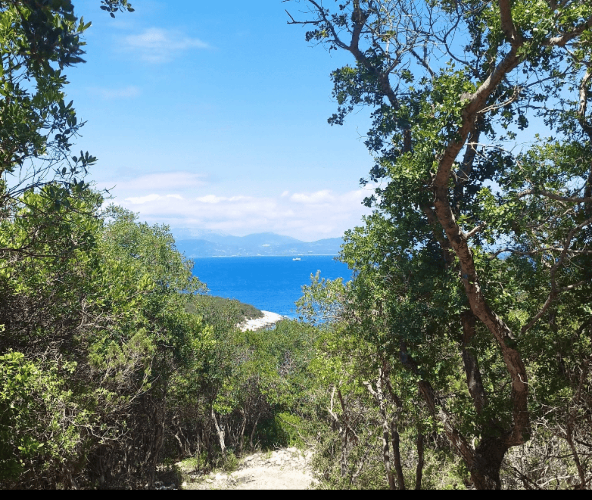 Scenic view of the sea through lush green trees in Fiskardo.