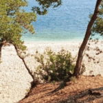 Scenic beach with trees and clear blue water in Fiskardo, Greece.