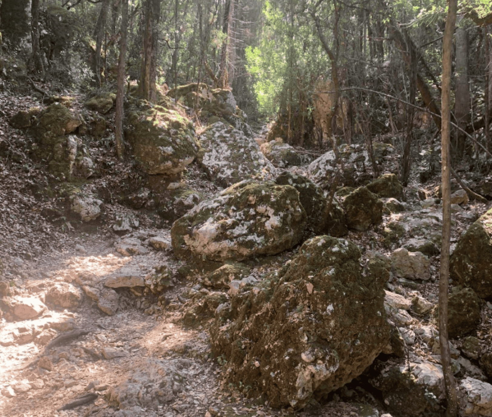dafnoudi3 Rocky trail leading to Dafnoudi Beach surrounded by trees.